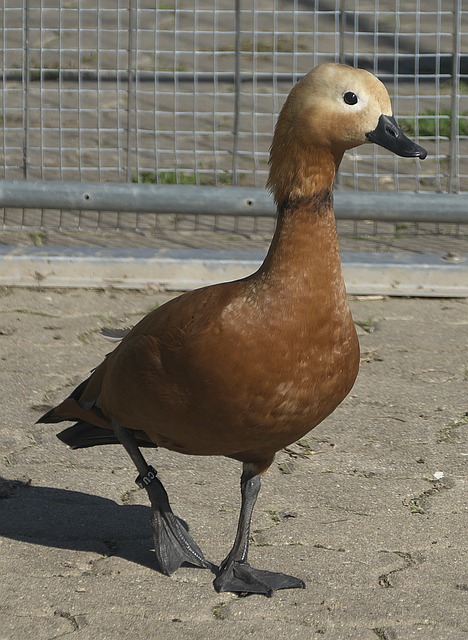 锋中